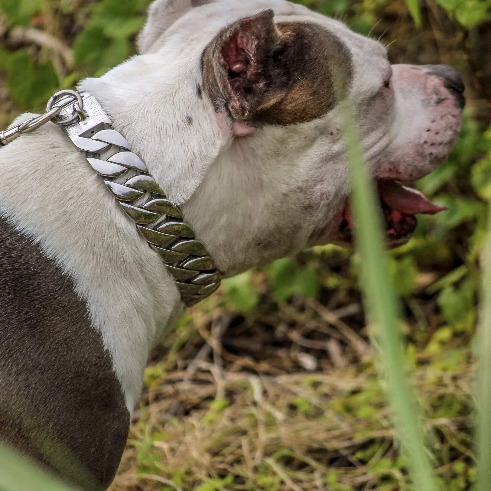 “Dog Collar” - Gold - Sanity's Bad Ass Custom - 1 wide - D83