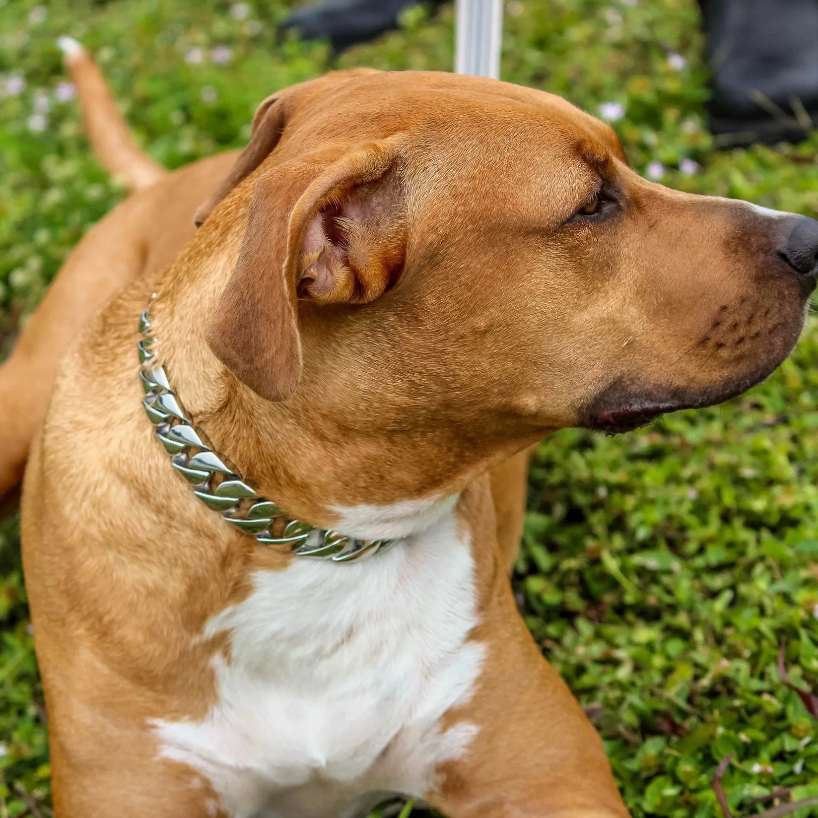 “Dog Collar” - Gold - Sanity's Bad Ass Custom - 1 wide - D83